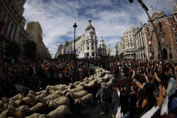 君润宜保 上千只羊挤爆马德里，人和车统统让路，组织方缴纳50枚中世纪货币作为象征性“过路费”